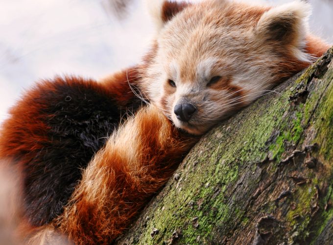 Wallpaper Red panda, animals, winter, sleep, zoo, Animals 372399999